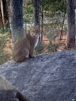lynx_or_bobcat.jpg
