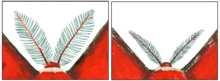 Male female cecropia moths