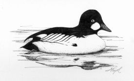 male_goldeneye_web.jpg thumbnail