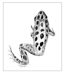 malformed_frog.jpg thumbnail