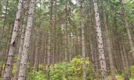 managed_spruce_web.jpg thumbnail