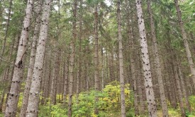 managed_spruce_web.jpg thumbnail