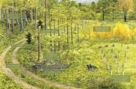 Forest carbon illustration thumbnail