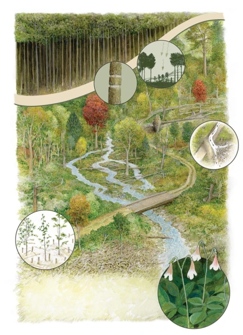 Managing Forests for Resilience | Autumn 2024 Features