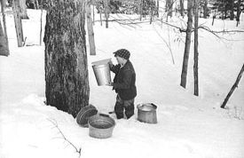 Maple-sugaring-1940_401.jpg thumbnail