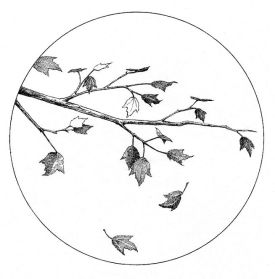 Maple_Foliage_.jpg thumbnail