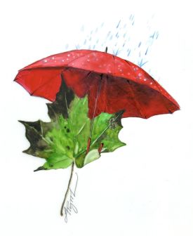 Maple leaf thumbnail