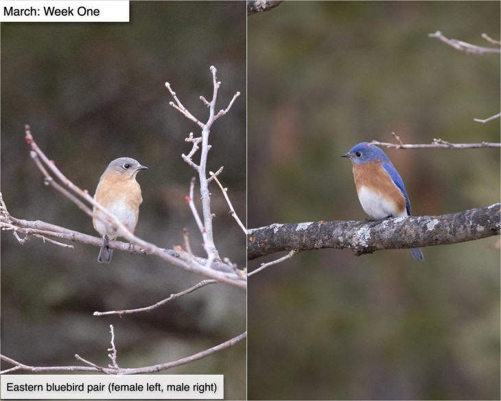 March bluebirds