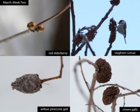 March nature thumbnail