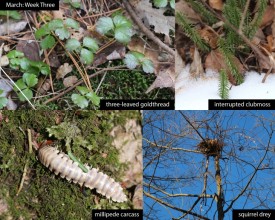 march-week-3-25.jpg thumbnail