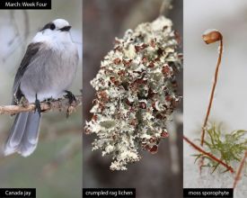 march-week-4-2026.jpg thumbnail