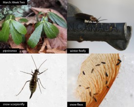 march-week-two-2026-final.jpg thumbnail