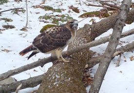 march_gam_cam_heag.jpg thumbnail