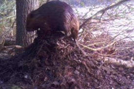 marking_lead_web.jpg thumbnail