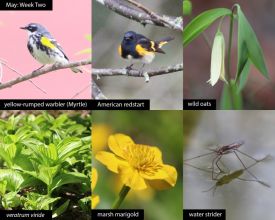 May nature thumbnail