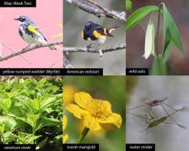 May nature thumbnail