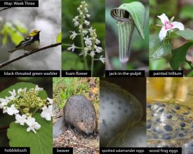 May nature thumbnail