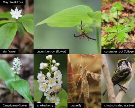 May nature thumbnail