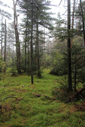 may_10_roots_blog.jpg thumbnail