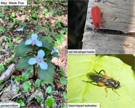 May nature thumbnail