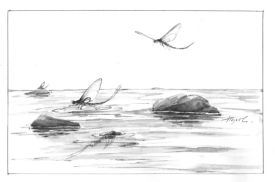 mayflies.jpg thumbnail