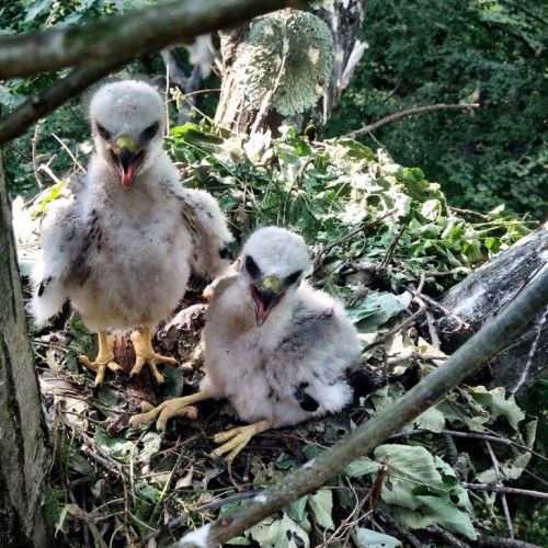 Broadwing hawk chicks