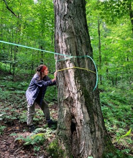 Measuring sugar maple thumbnail