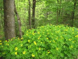 meg_blog_6_15.jpg thumbnail