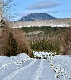 Forest types Photo: Roger Merchant
