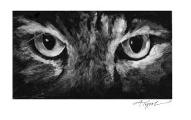 Mesopredator.jpg thumbnail