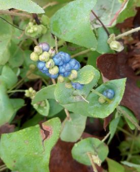 Mile a minute weed thumbnail