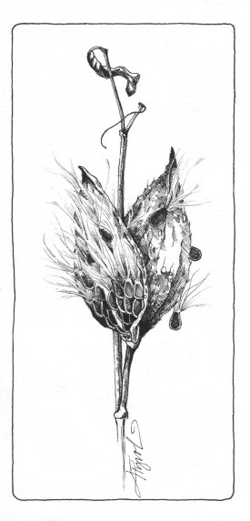 Milkweed thumbnail
