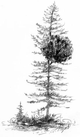 mistletoe_web.jpg thumbnail