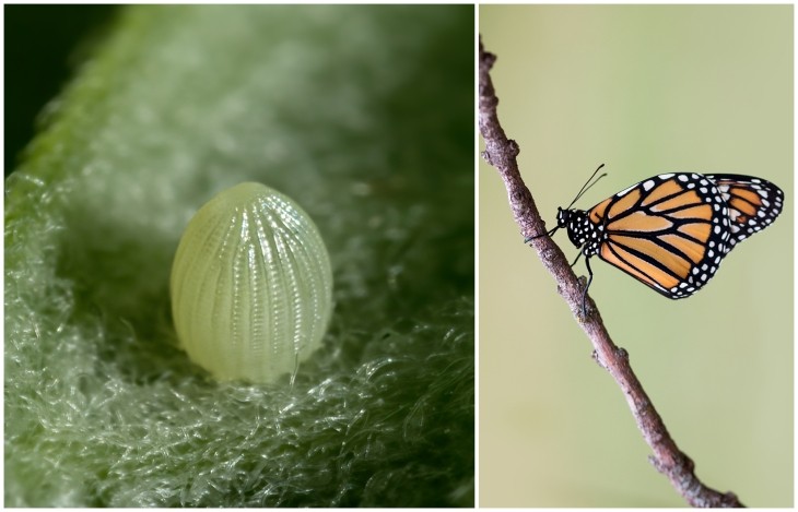 Monarch butterflies and eggs
