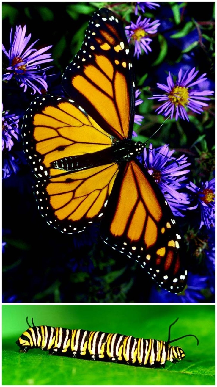 Monarch butterfly