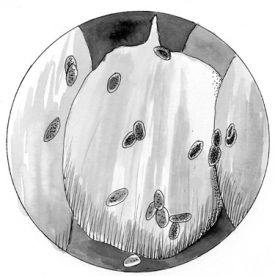 monarch_parasite.jpg thumbnail