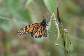 Unripe milkweed thumbnail