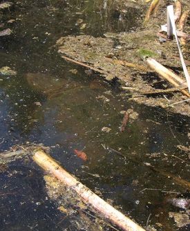 monster-snapper-web.jpg thumbnail