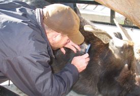 moose-mortality-spr19.jpg thumbnail