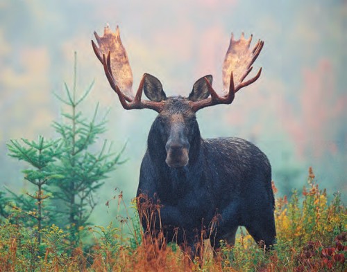 Moose