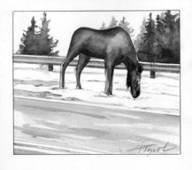 Moose__salt.jpg thumbnail