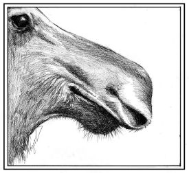 Moose_nose_w.jpg thumbnail