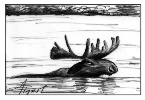 Moose swimming