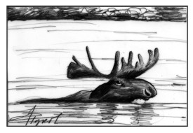Moose swimming thumbnail