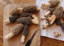 Morel_Mushrooms.jpg thumbnail