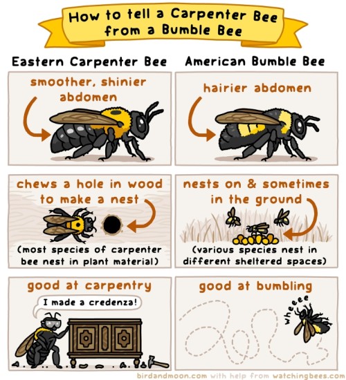 Bee comic