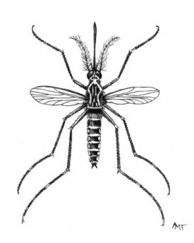 Mosquito.jpg thumbnail
