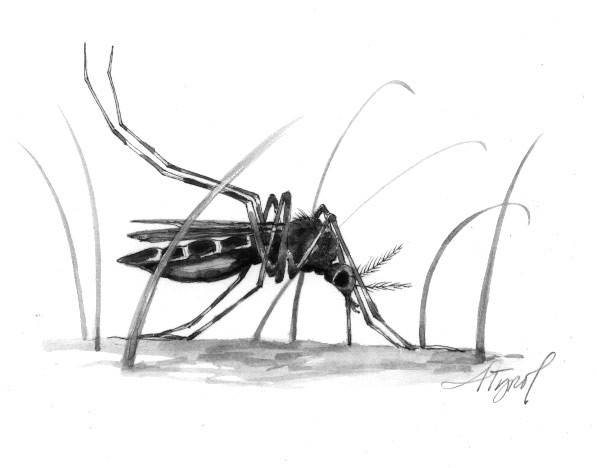 Mosquito_west_nile.jpg