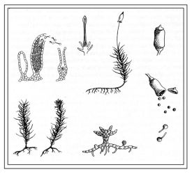 mosspix_800.jpg thumbnail