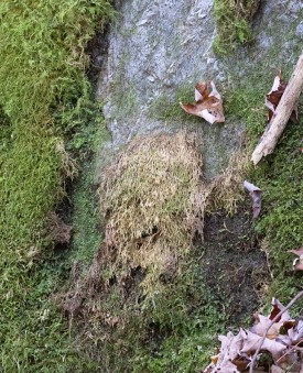 Mossy Trail Mystery thumbnail
